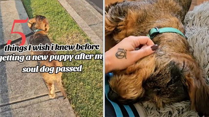 Grieving Owner Whose “Soul Dog” Passed Shares What She Wishes She Knew Before Getting a New Puppy