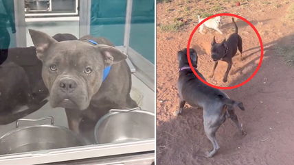 Unbelievable Recovery: Watch a Once “Shut Down” Shelter Dog Become Playful and Loved!