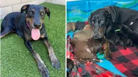 Hannah the Shelter Mama: Her 11 Puppies All Found Homes, So Why Is She Still Alone?