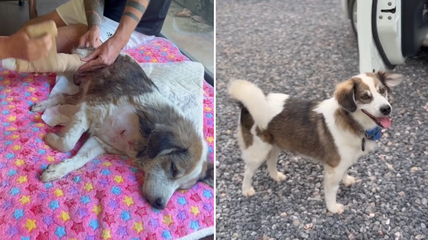 Happy Tears as Abused Street Dog Finds Forever Home… But His New ‘Job’ Has Everyone Talking!