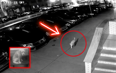 This Stray Dog Walked Into a Stranger’s Home at 3 am—What Happened Next Is Heartwarming