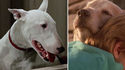 The Iconic Dog from Homeward Bound and Why a Bull Terrier Became a Golden Retriever