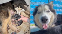 Abandoned in the Jungle, This Pregnant Husky Fought to Survive—Now She’s Finally Home