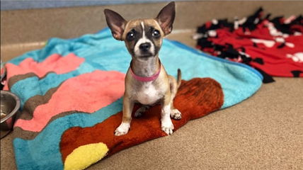 This Tiny Brave Puppy Was Found on the Road to Nowhere—Now She Needs a Home