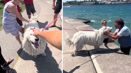 This Komondor Dog Turns Heads Everywhere She Goes, Her Owner Couldn’t Be More Proud