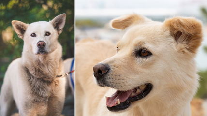 The Korean Jindo Dog is a National Treasure With Thousands of Years of History—But You Might Never Meet One