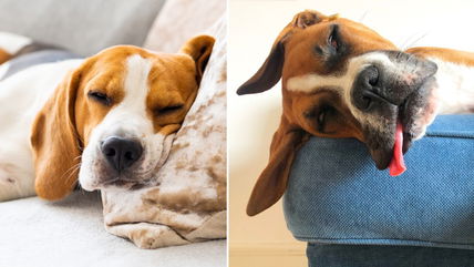 10 Super Chill Dog Breeds That Prove Less Is More!