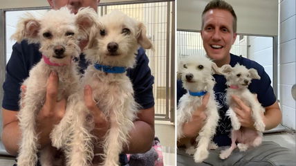 Meet 2 Tiny Dogs Abandoned During the Night—Now Searching for Forever Homes