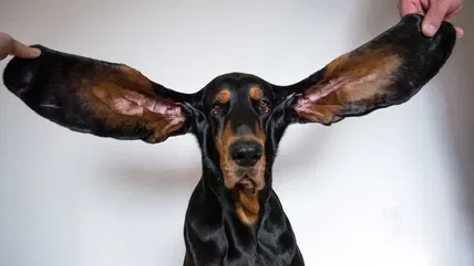 These 10 Dog Breeds Have Ears So Long, They Almost Touch the Ground!