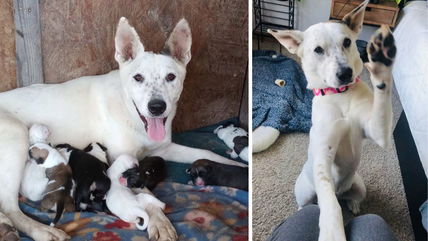 Stray Pregnant Dog Was Found Just In Time—Now Her Puppies Are Adopted & Loulou Needs a Home