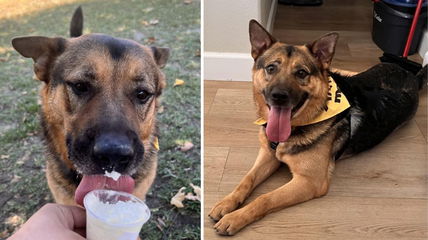 This German Shepherd Has a Heart of Gold – Why Has He Been Overlooked for 375 Days?