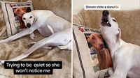 How This Lurcher Dog Reacts to Donut Theft Accusations Is The Sweetest Thing You’ll See All Day