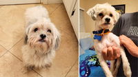 Neglected Shih Tzu Rescued from Hoarder, Left with Urine Scalds, Now Ready for a Fresh Start