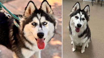 Heartbreak as Shelter Dog Is Adopted and Returned in Just 2 Hours—Why Can’t This Husky Find a Home?