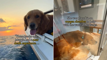 Golden Retriever Nearly Drowned After a Scary Accident—A Heart-Stopping Lesson in Dog CPR