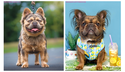 A Fluffy Frenchie? Yes, They’re Real:  Meet 5 of Them