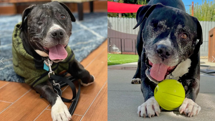 One-Eyed Hero: How This Senior Pup Is Battling Back Against the Odds