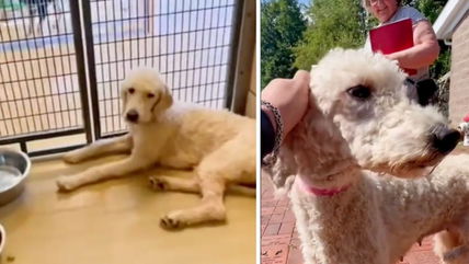 Mama Dog’s Reaction To Being Adopted After Years of Forced Breeding Will Have You In Tears