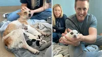 Rescued After a Bus Accident, Brave Mama Dog Delivers Puppies in the Most Unexpected Way!