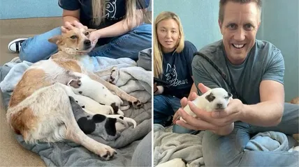 Rescued After a Bus Accident, Brave Mama Dog Delivers Puppies in the Most Unexpected Way!