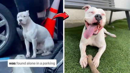 Sweet-Natured Pit Bull Overcomes Past Abuse but Has Been Waiting Over 10 Months for His Happy Ending