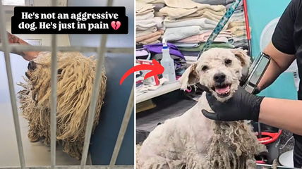 This Poodle Was In So Much Pain From Severely Matted Fur He Wouldn’t Let Rescuers Touch Him—See His Amazing Transformation!