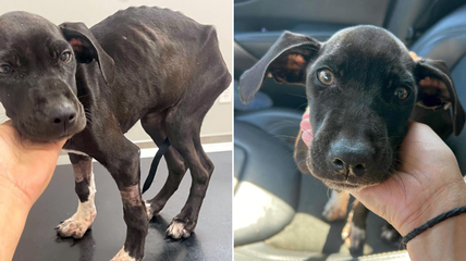 Puppy Fights for Her Life After Facing Life on the Streets. Now She Needs a Home