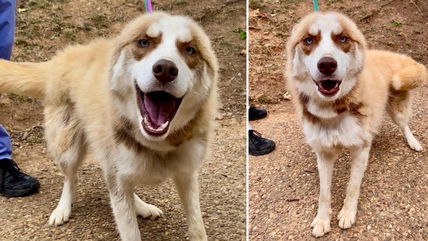 Chained Outside for Years, Maverick the Husky Is Finally Free – Now He Just Needs a Home