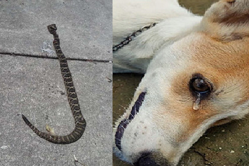 Dog Saves Man From Rattlesnake But Then THIS Happens.