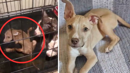 Watch How One Puppy Defied the Odds to Survive And Find a Loving Home