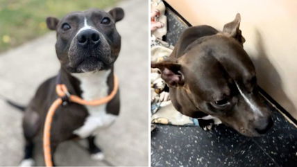 Hearts Shattered As Shelter’s Longest Resident Is Abandoned After Adoption, Owner No Longer Wants Him