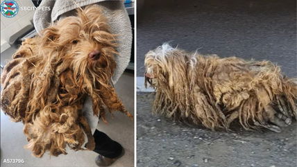 Seven Abused & Neglected Tibetan Terriers Dumped in California—Officials Say There Could Be More