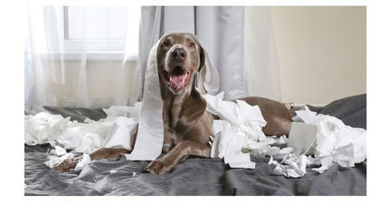 The 10 Worst Dog Breeds for Apartment Living—According to the Experts!