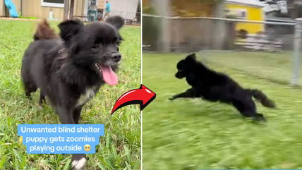 Watch: Blind Shelter Dog Experiences Pure Joy Outdoors—And the Cutest Zoomies Ever!