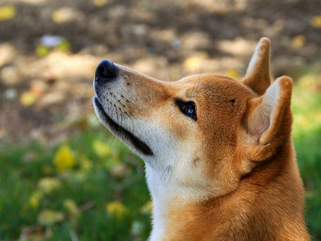 What’s the Oldest Dog Breed on Record