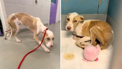 This Emaciated Dog’s Tail Never Stopped Wagging—Then She Found the Love She Deserved