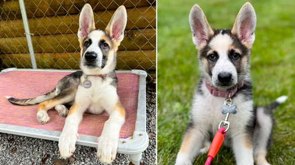 Controversy Unleashed: Why Panda German Shepherds Divide Breeders and Fans