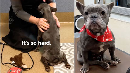 Paralyzed French Bulldog Dumped at Shelter, Covered in Sores and Desperate for Help