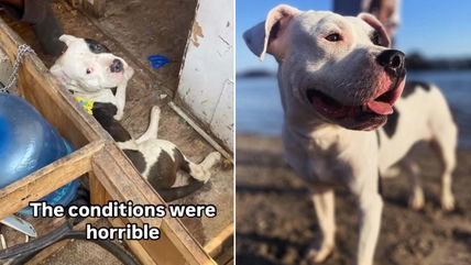 Adopted and Returned 3 Times — The Heartbreaking Journey of a Pitbull Who Just Wants to Be Loved