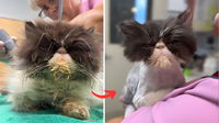 Watch the Transformation of Pearl: The Most Severely Matted Cat I’ve Ever Seen!