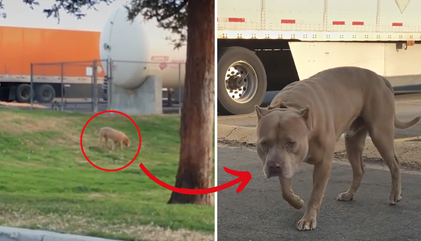 Pit Bull Left Behind at Truck Stop for 5 Months Finds a Forever Home