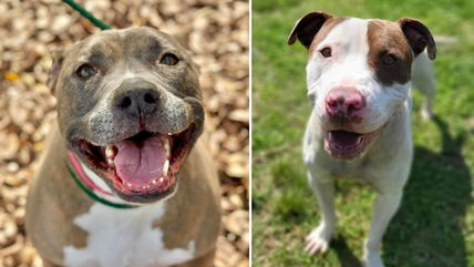 10 Stunning Pit Bulls With Heartwarming Smiles Waiting for Their Forever Homes