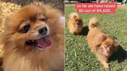 Breathing Hope: A Community’s $10,000 Race to Save Two Neglected Pomeranians Fighting for Their Lives