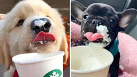 Get Free Pup Cups at These 23 Locations