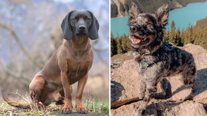 25 Rare Dog Breeds You’ve Never Heard Of