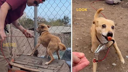 Rescuer Finds Dog Chained So Tightly She Couldn’t Move—Then a Simple Change Transforms Her World