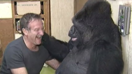 Flashback: Koko The Gorilla Mourned Robin Williams After His Death – ‘She Became Extremely Sad’