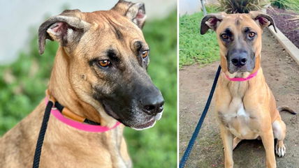 Rescued Dumped & Starving Dog Thought She Found Happily Ever After—Then Her Adopters Returned Her to tThe Shelter