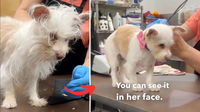 This 12-Year-Old Dog Was Ignored by Everyone—Until a Miracle Makeover Changed Everything!