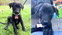 Neglected & Left to Starve With Her Littermates, This Puppy Is Ready for a Fresh Start